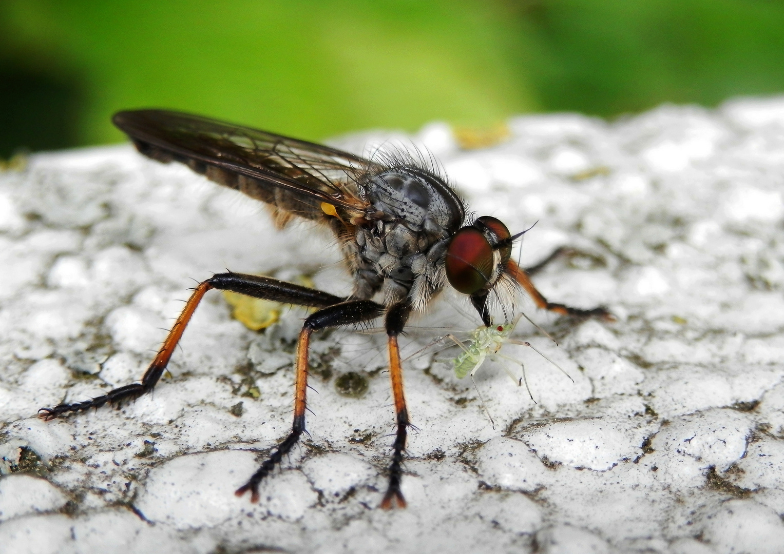 Eine erfolgreiche räuberische Fliege - Solche Tierchen hätte ich auch gerne im Garten