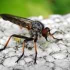 Eine erfolgreiche räuberische Fliege - Solche Tierchen hätte ich auch gerne im Garten