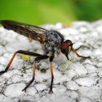 Eine erfolgreiche räuberische Fliege - Solche Tierchen hätte ich auch gerne im Garten