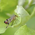 Eine Erinnerung aus dem Sommer