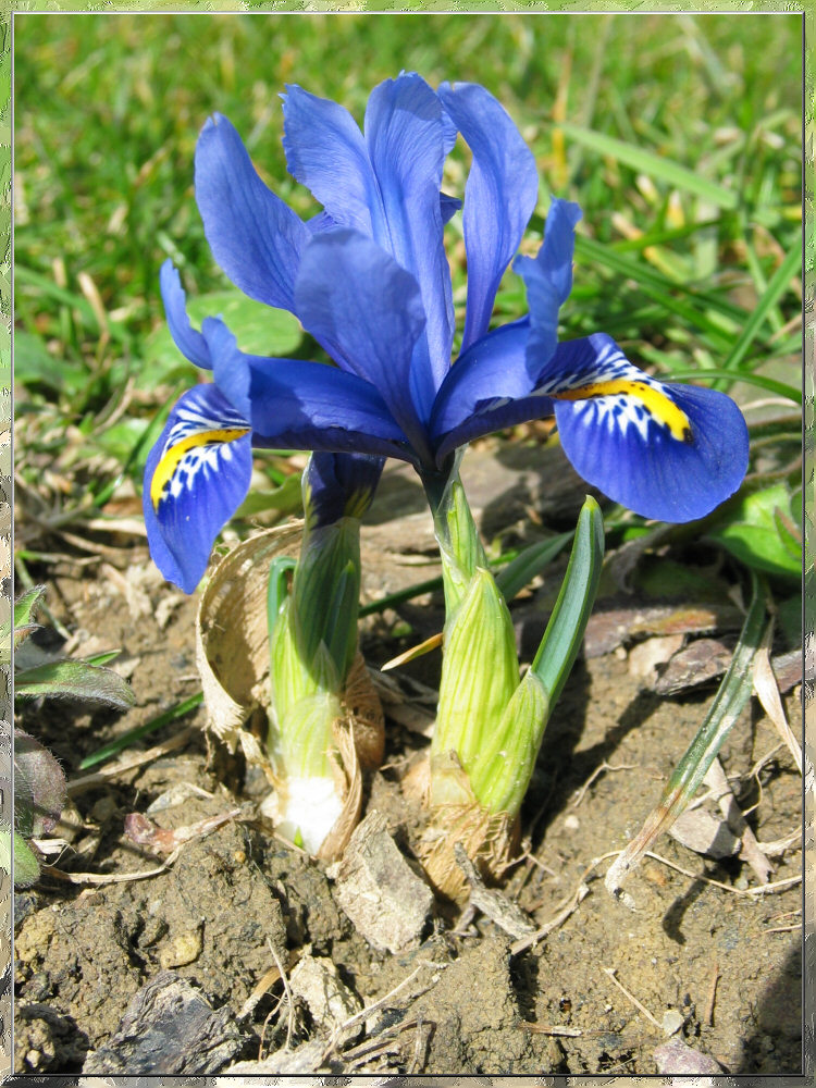 Eine erste Frühlingsblume