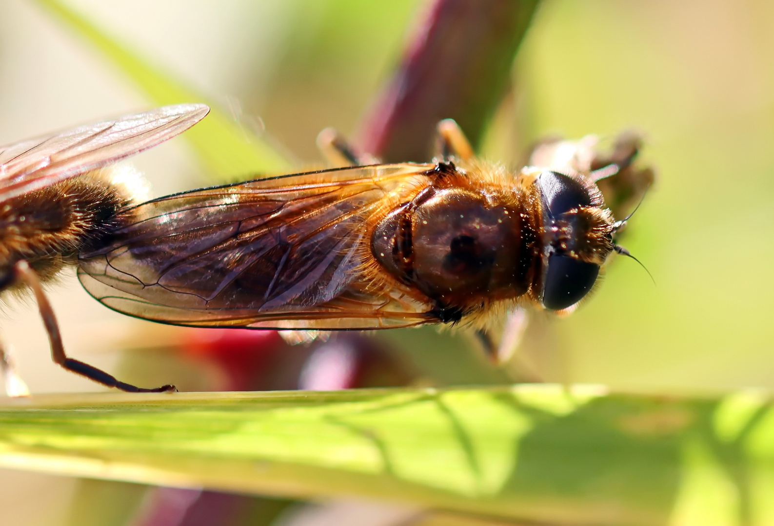 eine Erzschwebfliege Nr.1