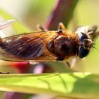 eine Erzschwebfliege Nr.1