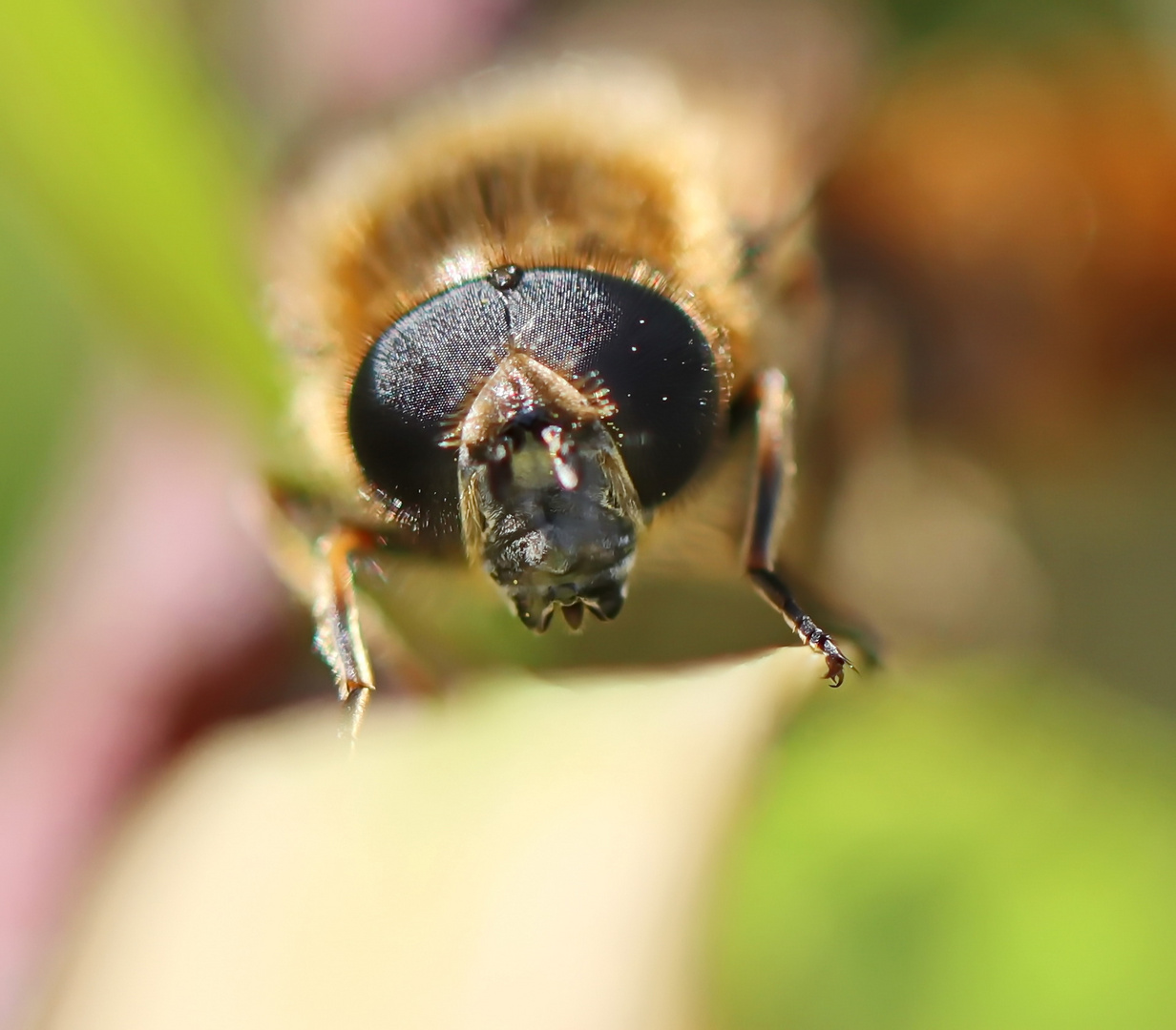 eine Erzschwebfliege Nr.2