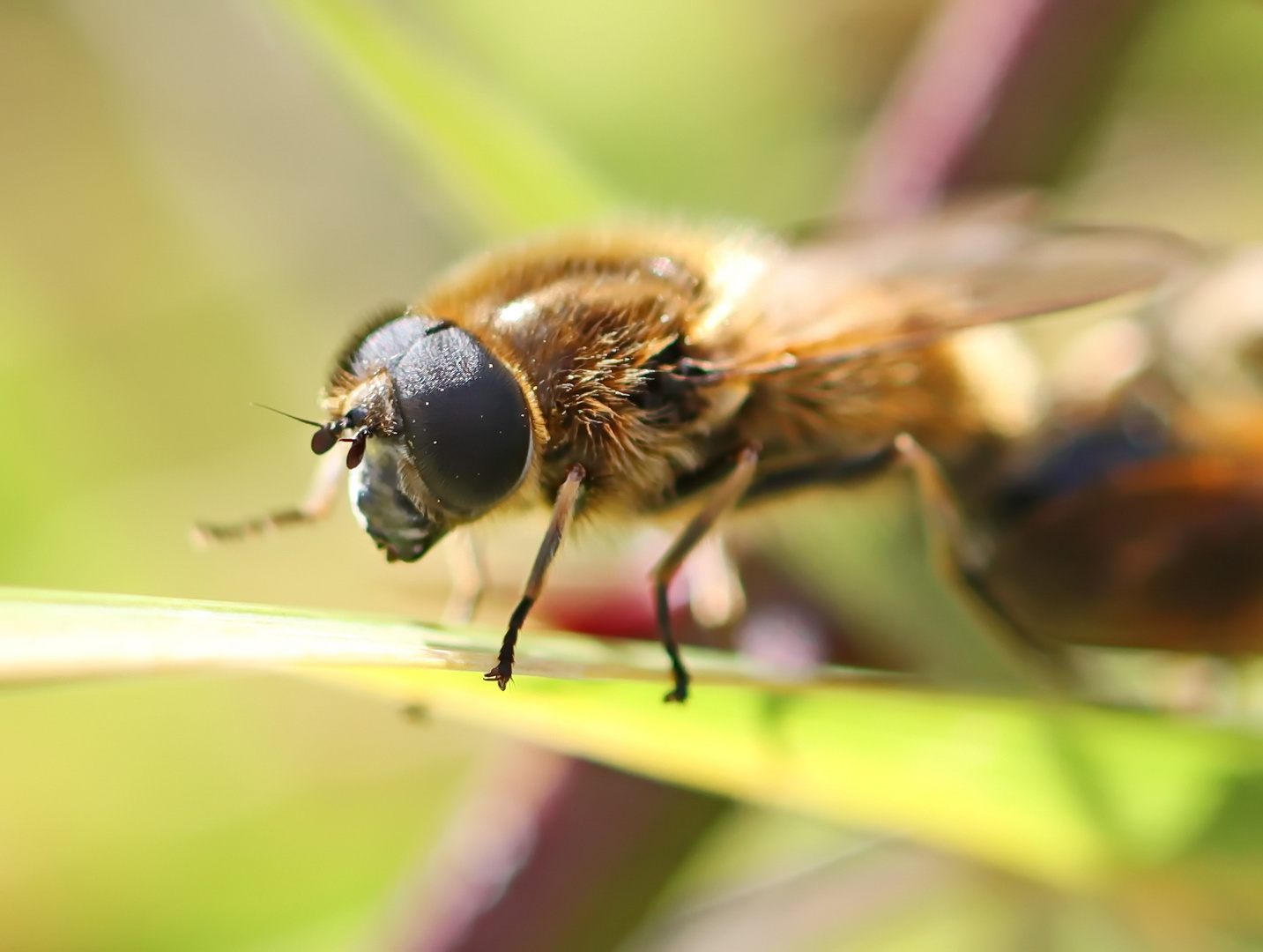 eine Erzschwebfliege,Männchen