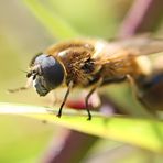 eine Erzschwebfliege,Männchen