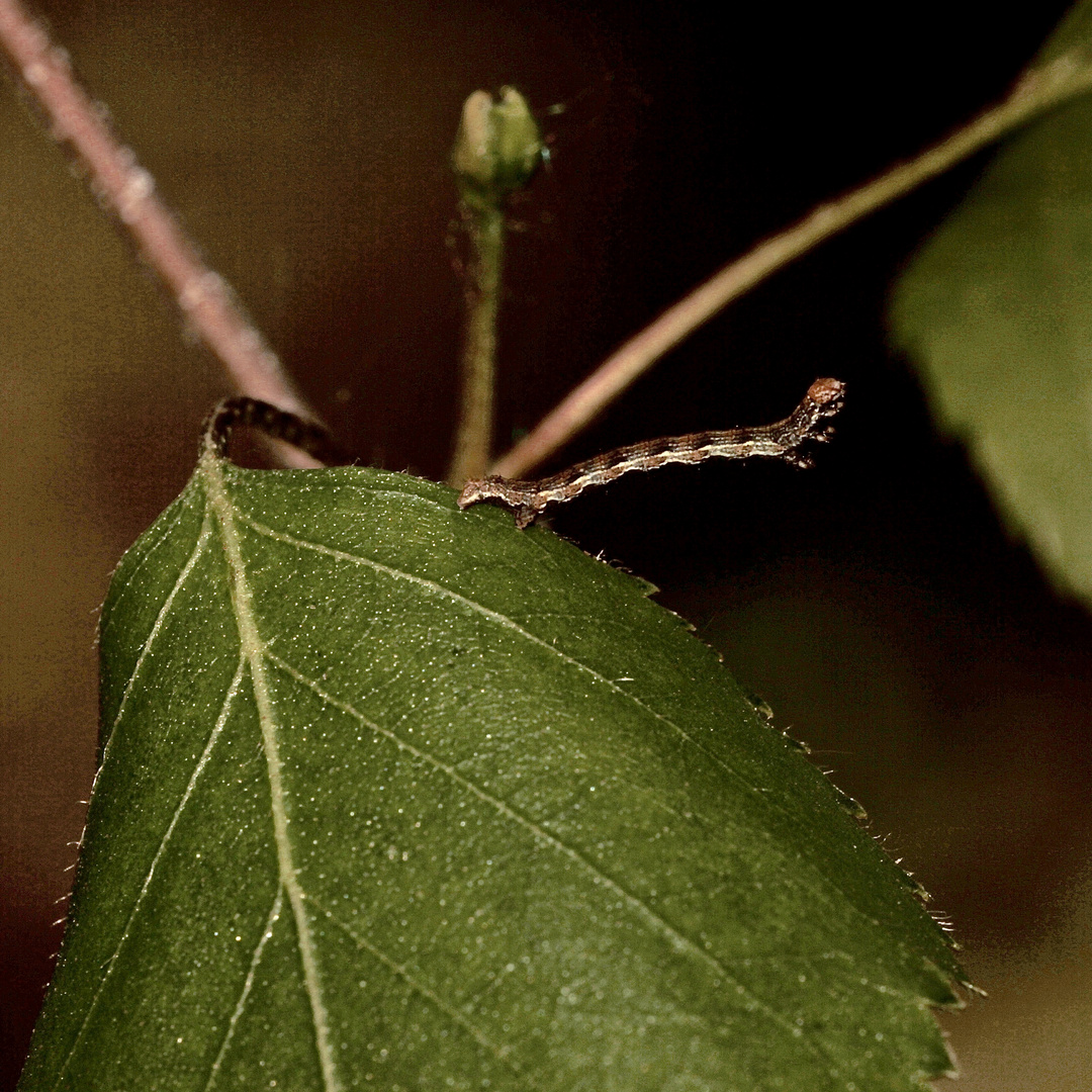 Eine etwa 1 cm lange Raupe des Großen Frostspanners ...