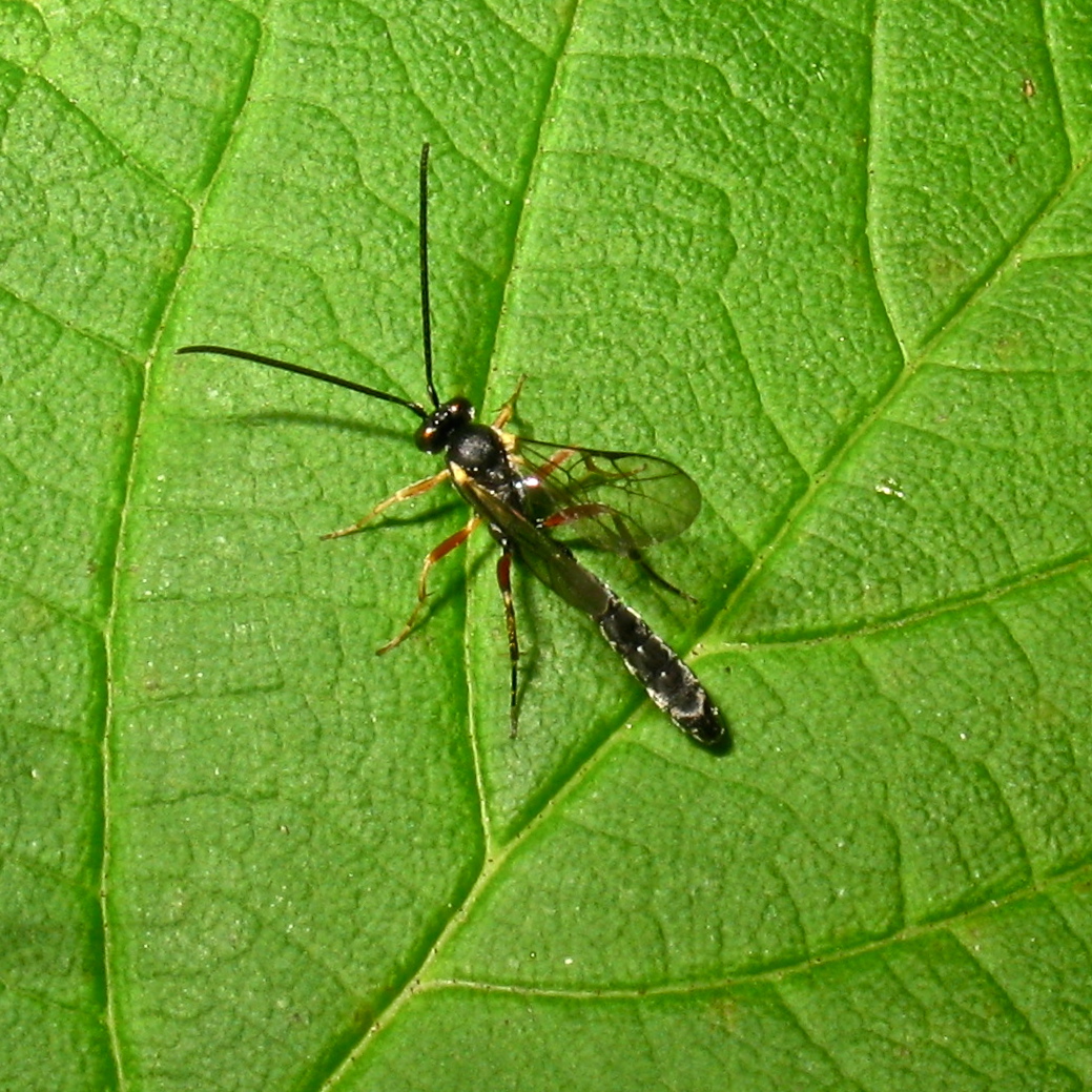 Eine etwa 1,5 cm lange Schlupfwespe . . .