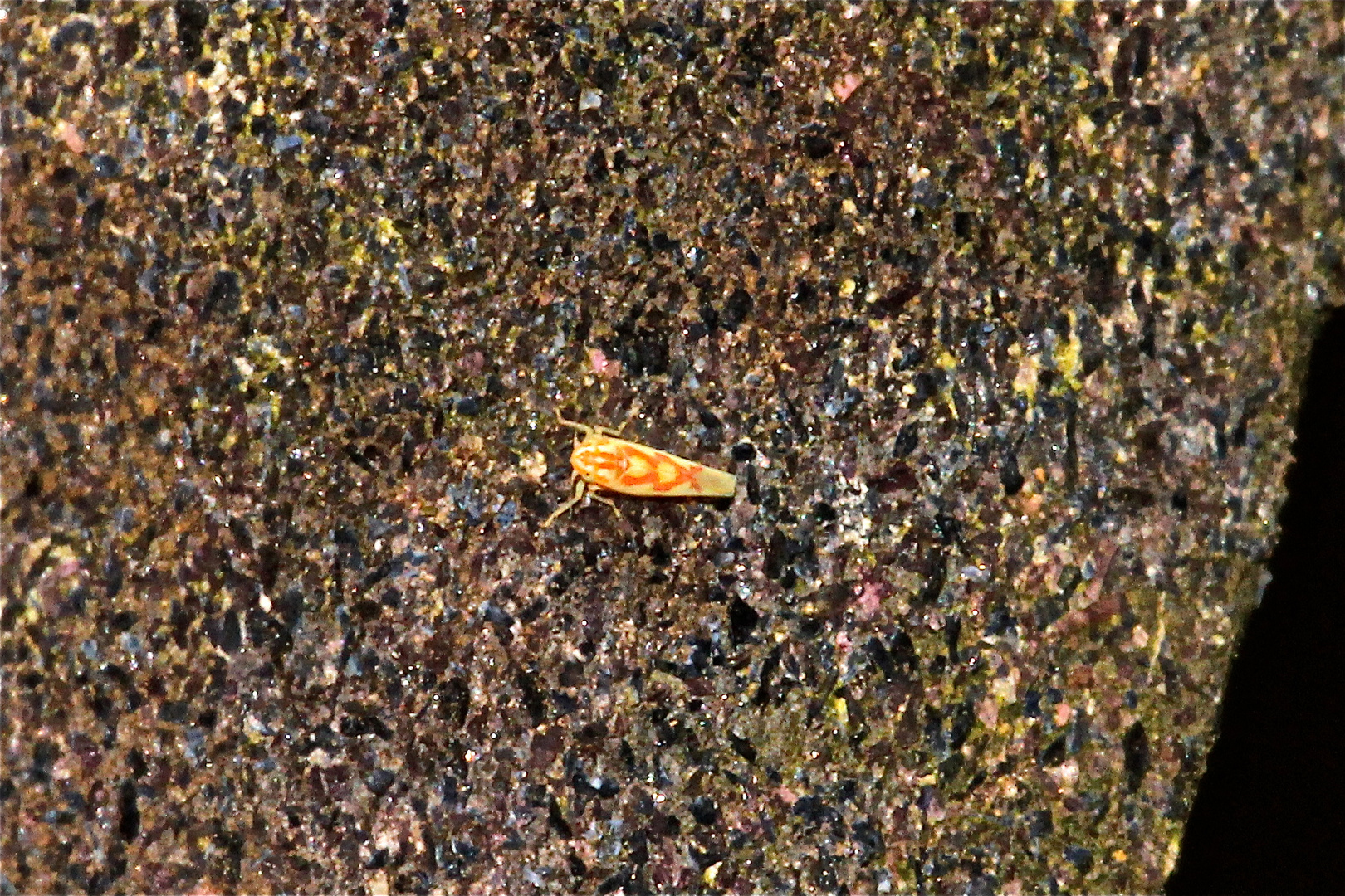 Eine etwa 3 mm lange Zikade der Gattung Zygina, die offenbar von der Überwinterung erwacht ist