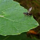 Eine etwa 4 mm große Schwingfliege (Fam. Schwingfliegen, Sepsidae), . . .