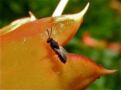 Eine etwa 4 mm lange, rotäugige Wespe an Trompetenblume