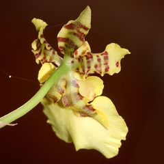 Eine etwa drei Zentimeter große Oncidium-Blüte von der Hionterseite