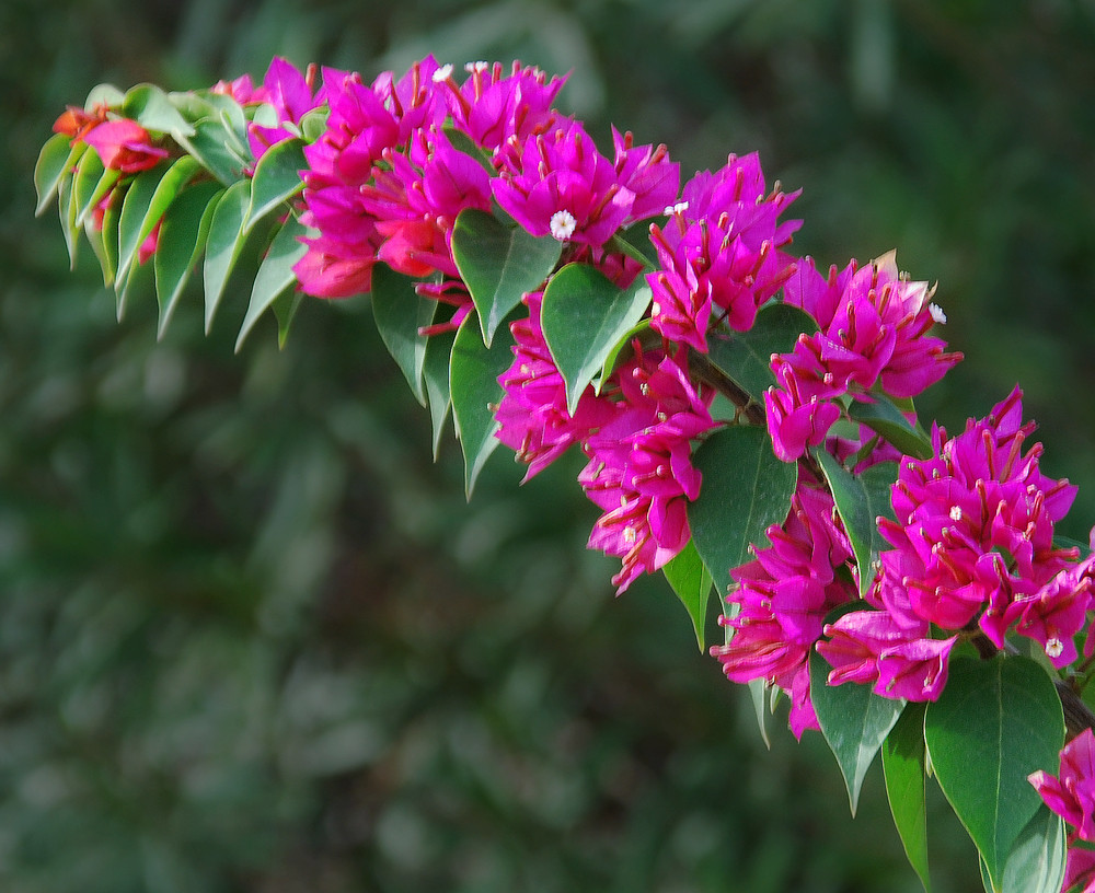 eine etwas andere Bougainvillea