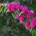 eine etwas andere Bougainvillea