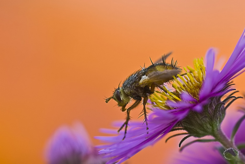 Eine etwas andere Fliege  (Igelfliege)