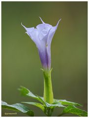 eine etwas besondere blüte....