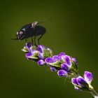 Eine etwas eigenartige Fliege auf einer Lavendelblüte