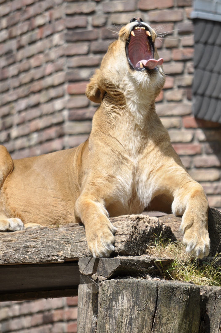 Eine etwas müde Löwendame im Duisburger Zoo