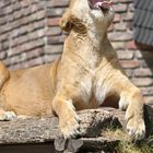 Eine etwas müde Löwendame im Duisburger Zoo