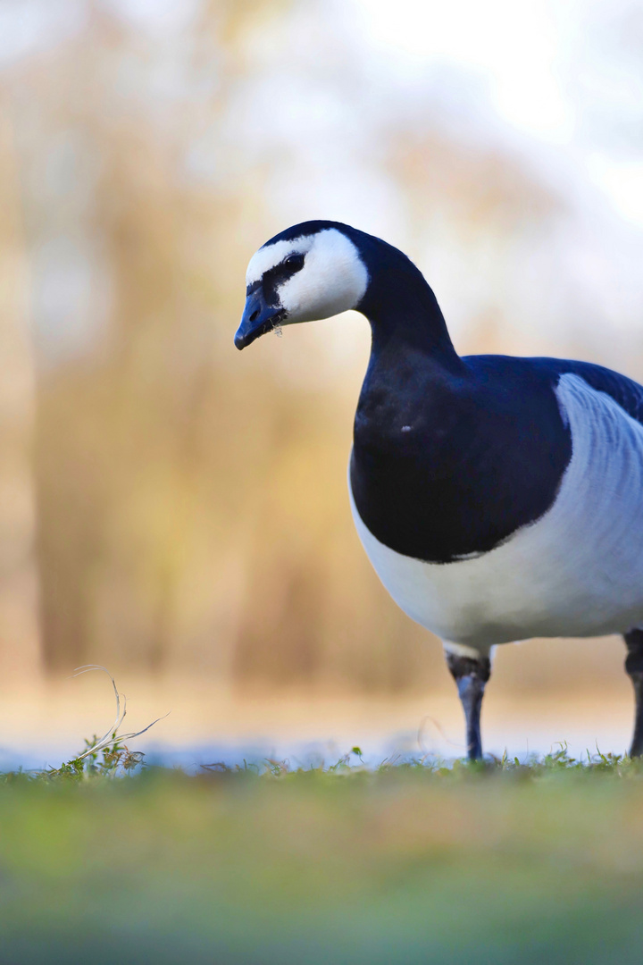 Eine etwas neugierige Gans