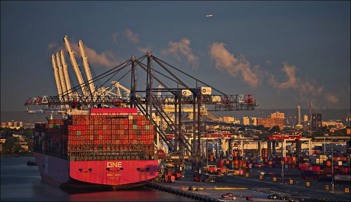 Eine Eule im Sonnenaufgang