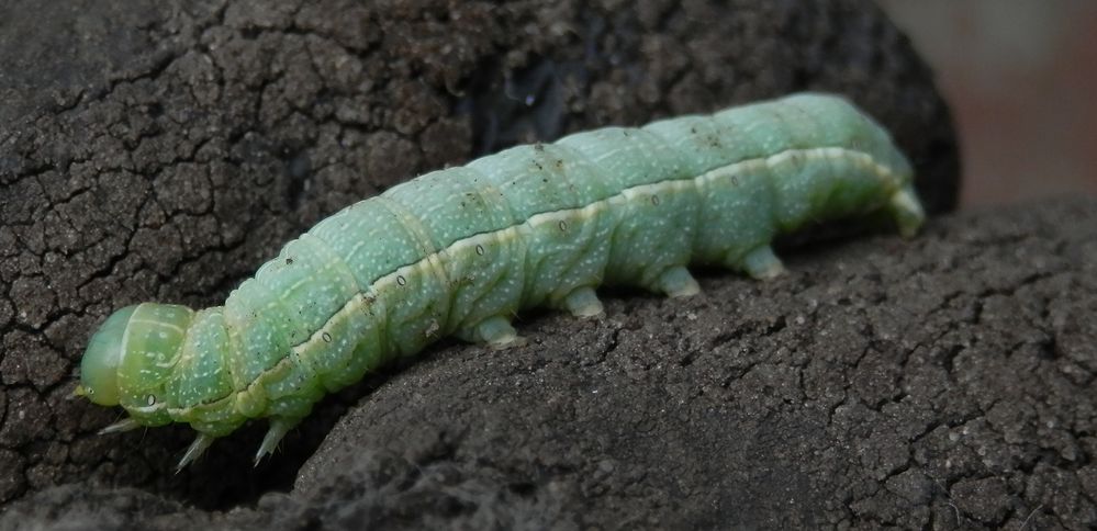 Eine Eulenraupe - Vielleicht die Variable Kätzcheneule (Orthosia incerta) ?