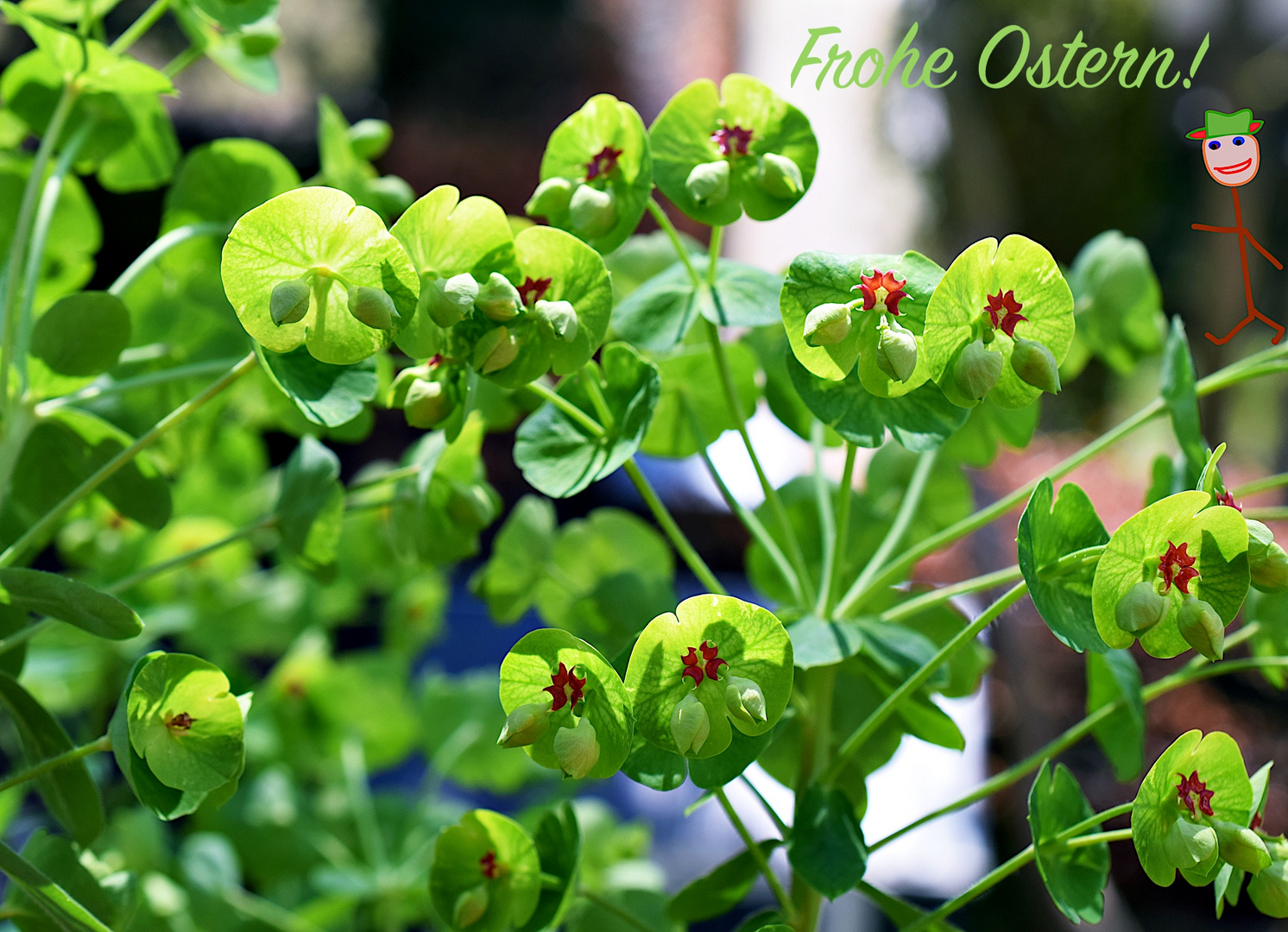 Eine Euphorbia fand gestern auf unserem Balkon ihren Platz