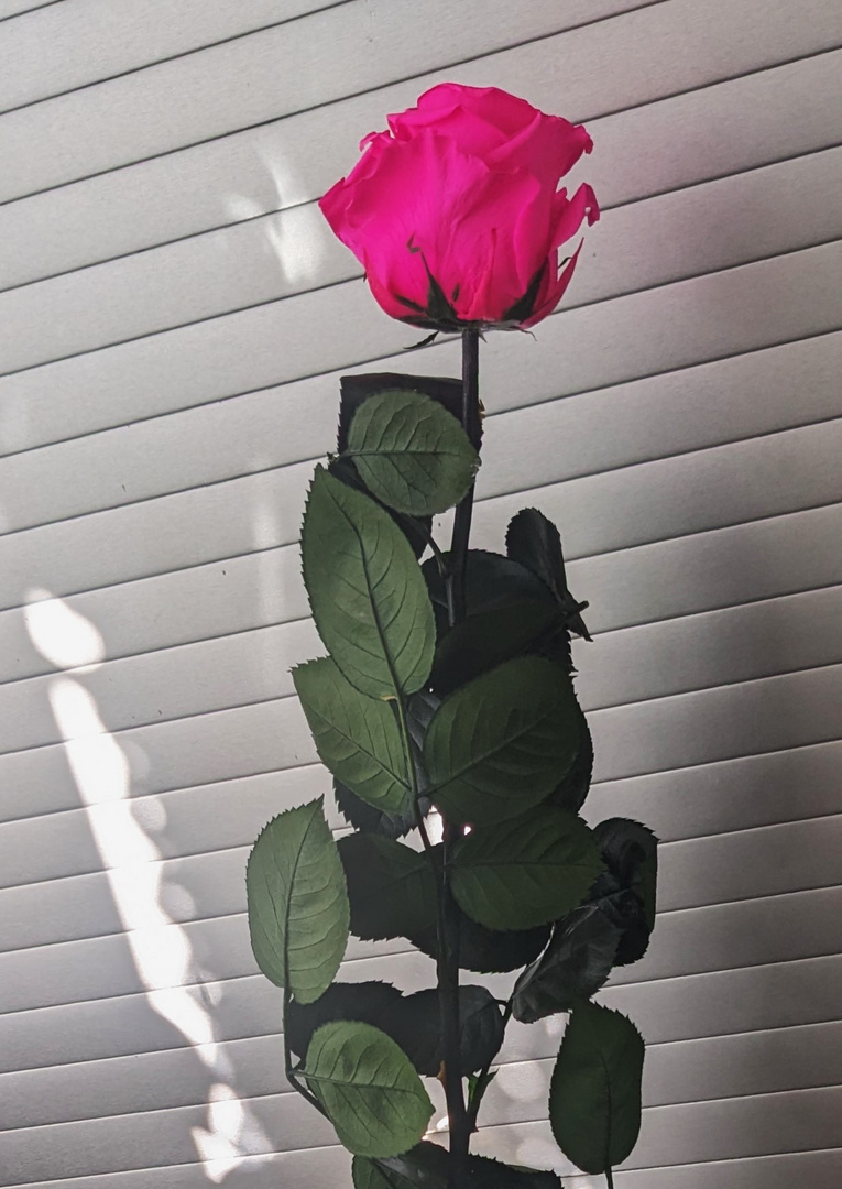 Eine "ewige Rose" 