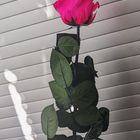Eine "ewige Rose" 