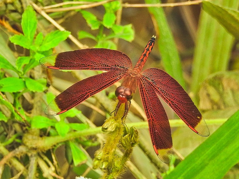 Eine exotische Libelle