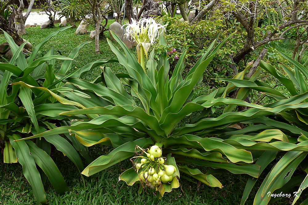 Eine exotische Pflanze mit Blüten und Früchten -