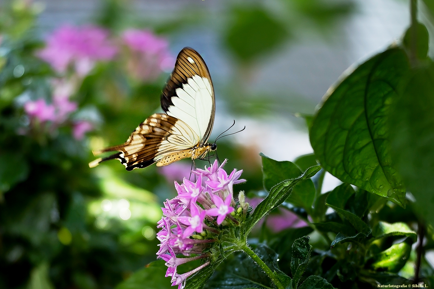 Eine exotische Schönheit Foto &amp; Bild | makro, insekten, gewächshaus ...
