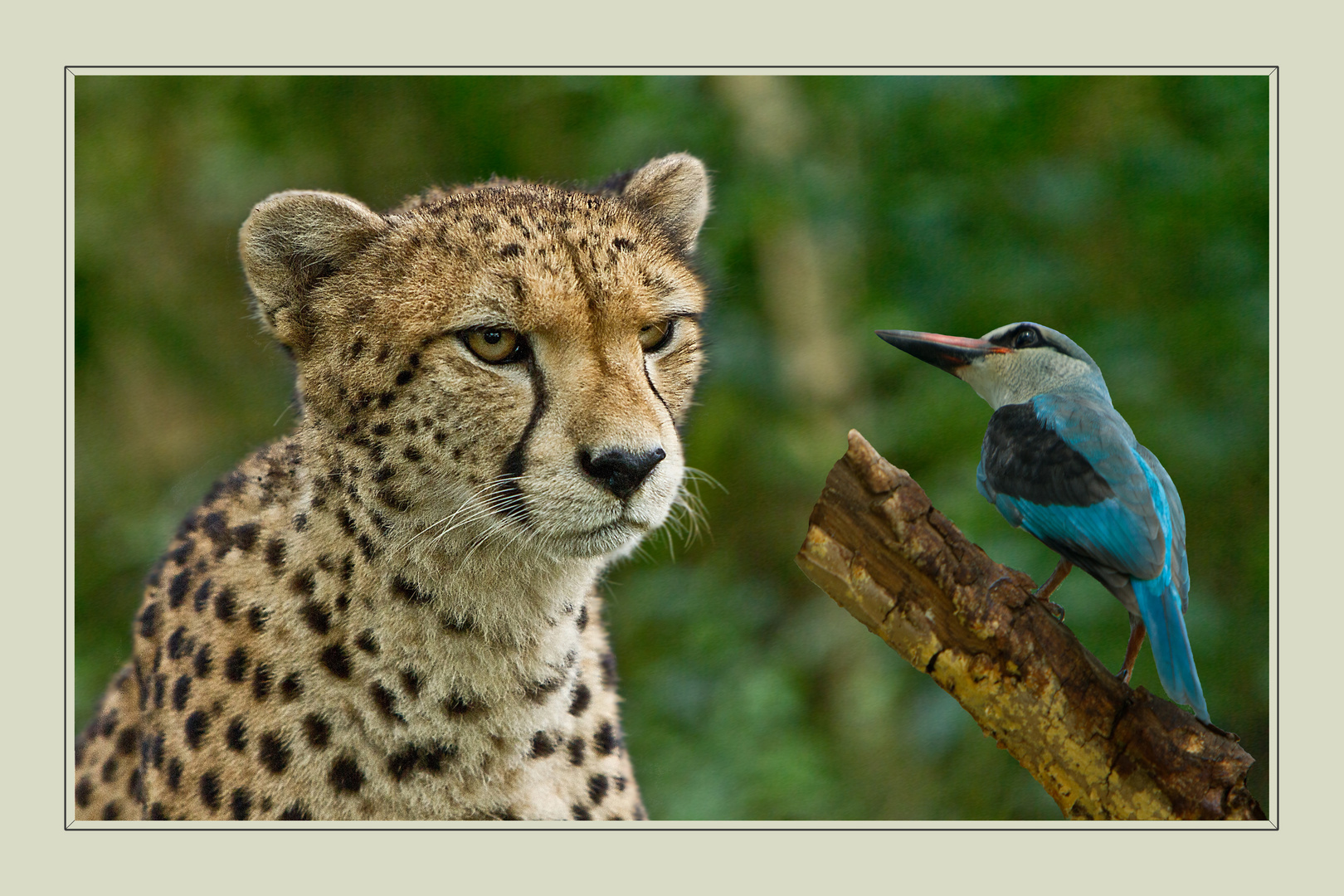 eine Fabel Foto & Bild fotomontage, composing , collagen Bilder auf