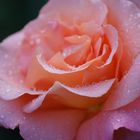 Eine fabelhafte Rose nach einem Regenschauer