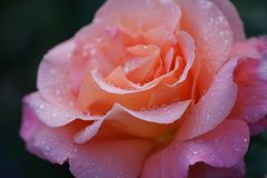 Eine fabelhafte Rose nach einem Regenschauer