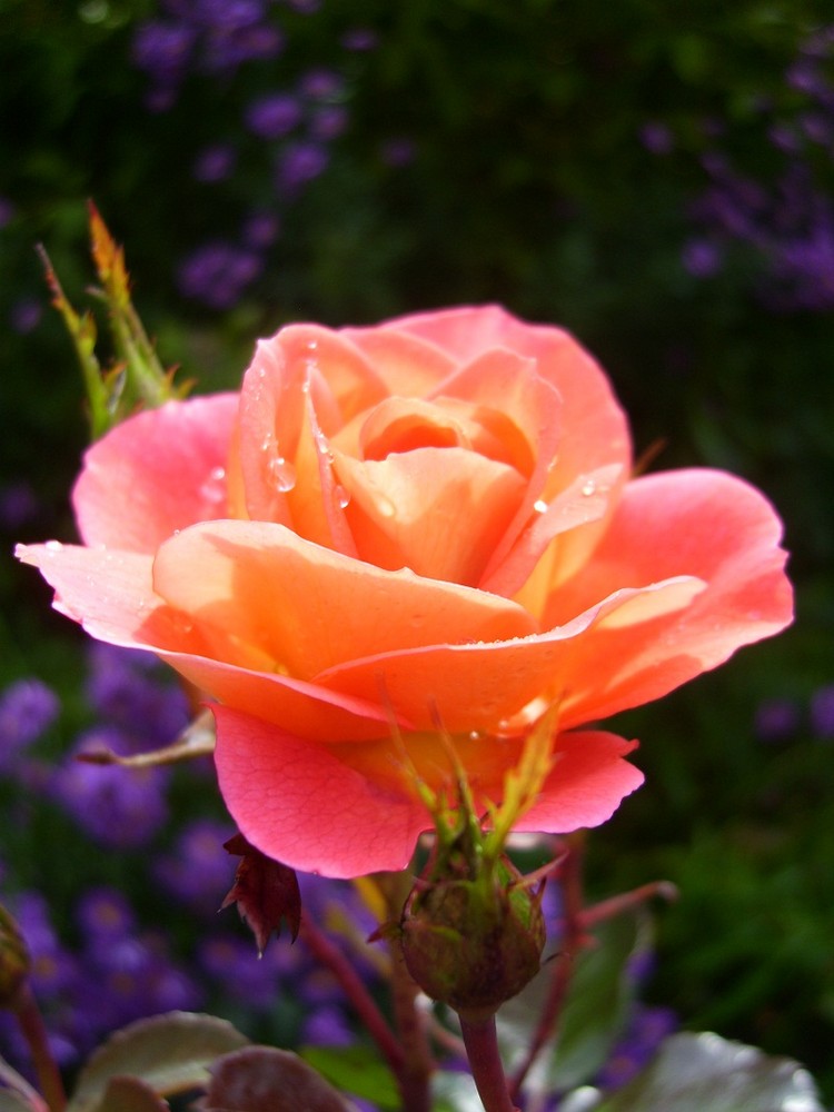 Eine fabelhafte Rose ( Une rose magnifique)