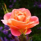 Eine fabelhafte Rose ( Une rose magnifique)