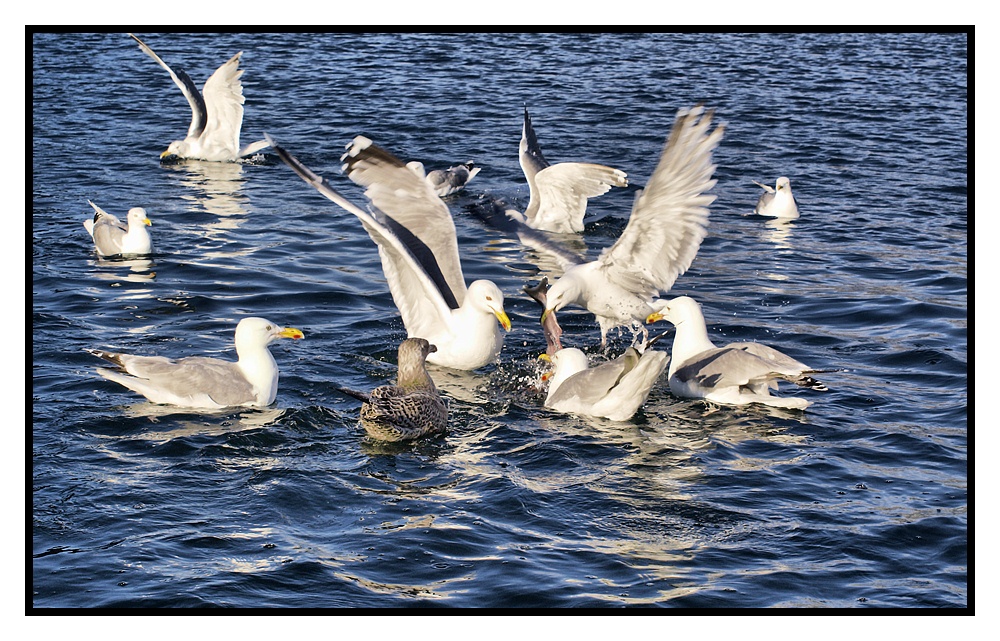 Eine Fahrt durch den Beiarnfjord (13)