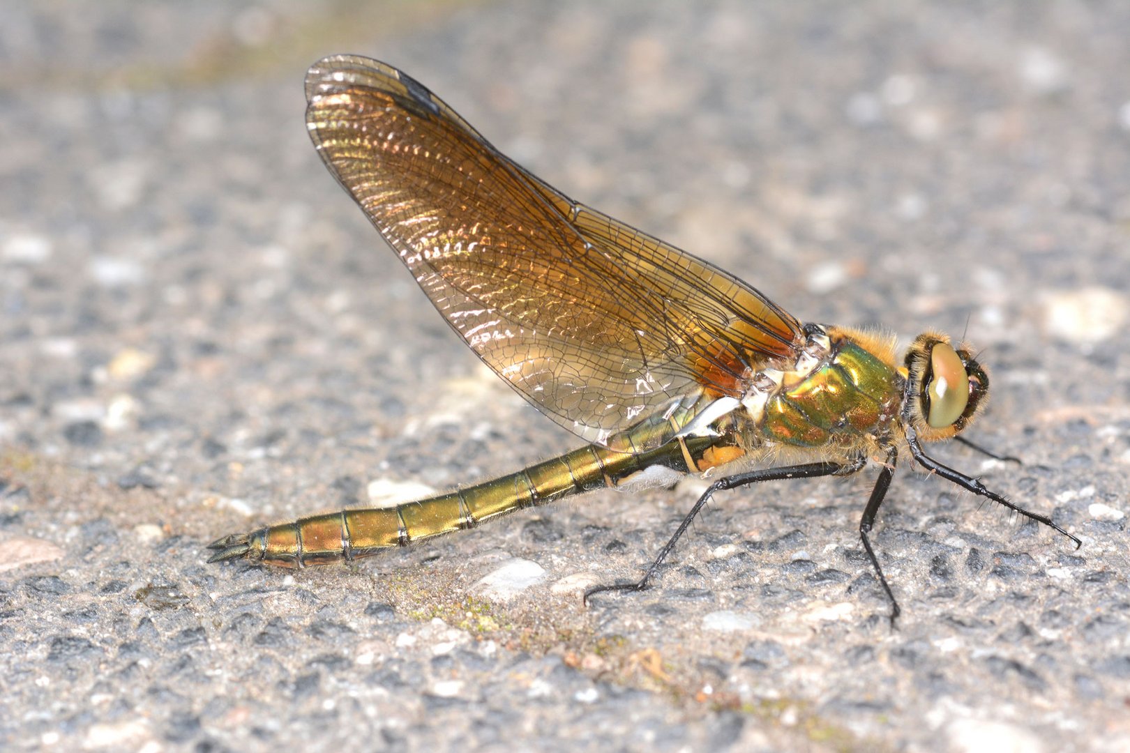 Eine Falkenlibelle landet auf meiner Terrasse