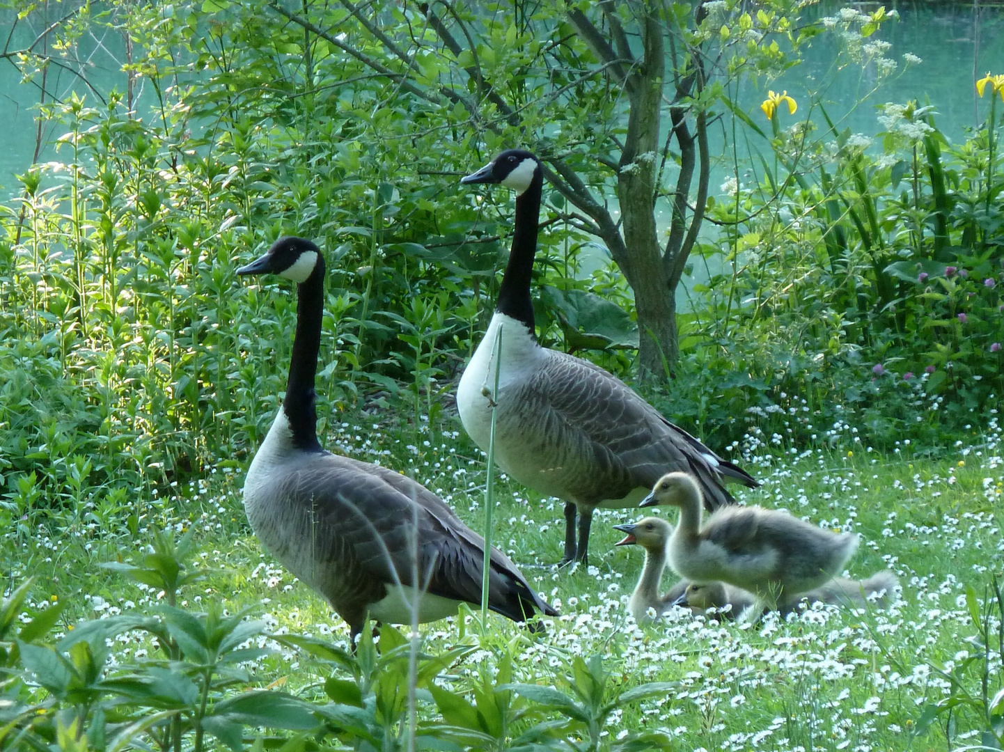 eine Familie Kanadagänse