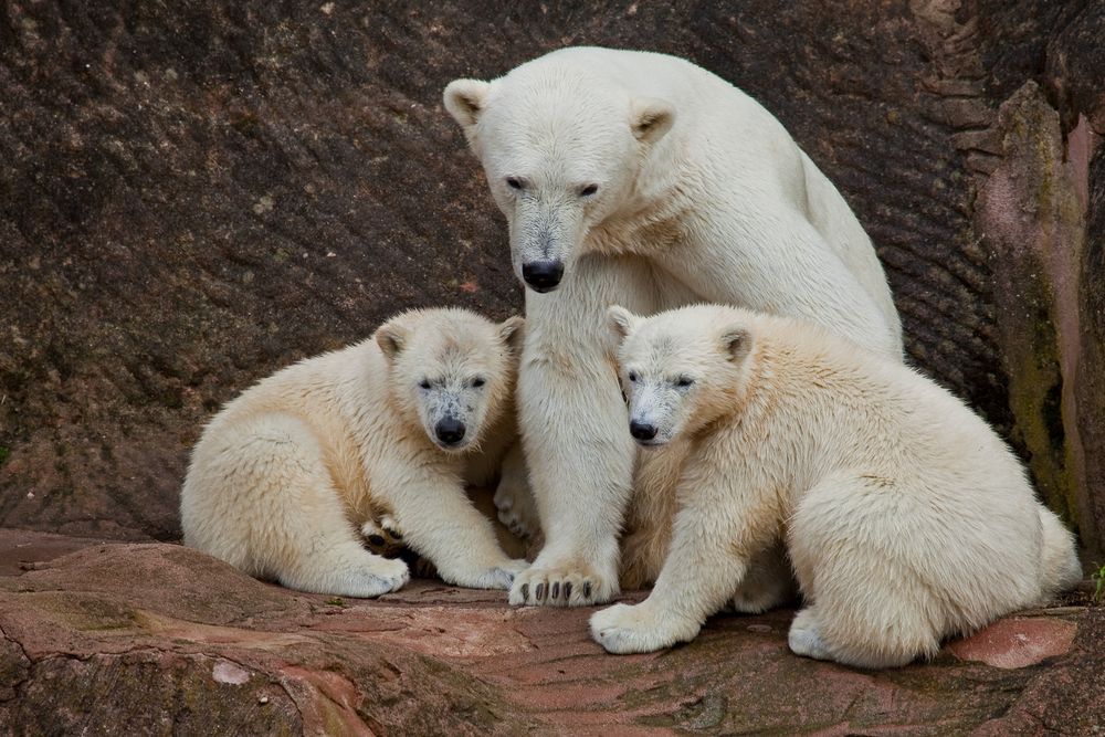 Eine Familie zum Knuddeln :-)