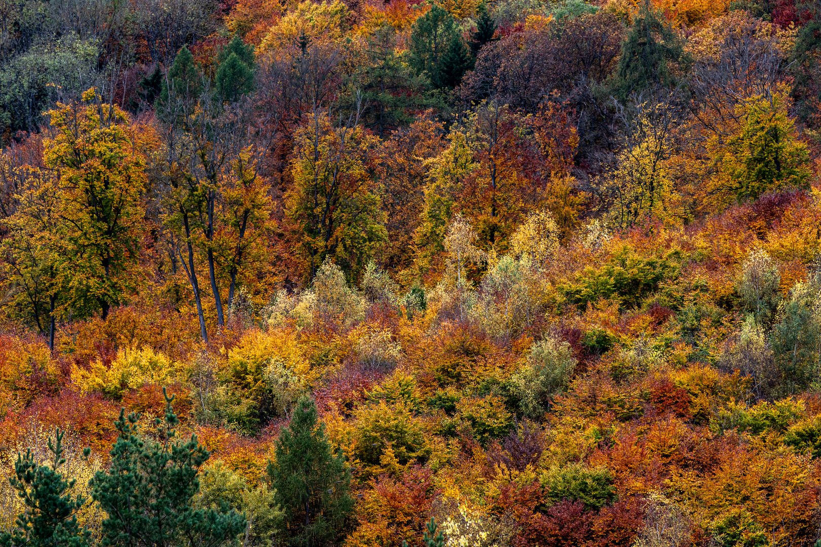 Eine fantstische  Herbstfärbung