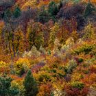 Eine fantstische  Herbstfärbung