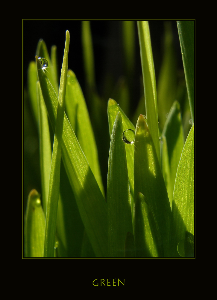 EINE FARBE: grün