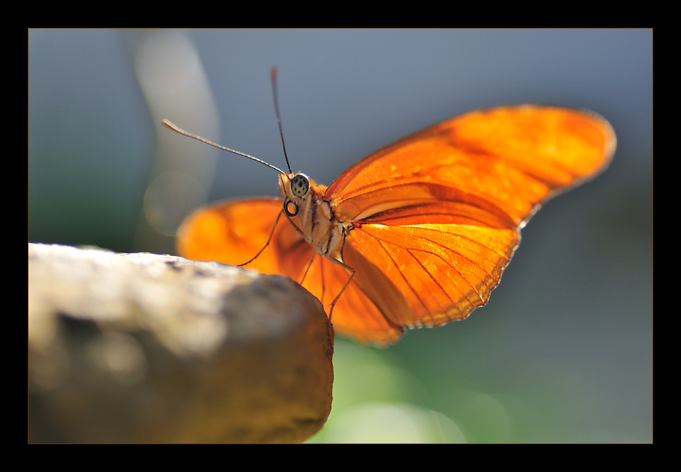 EINE Farbe: Orange