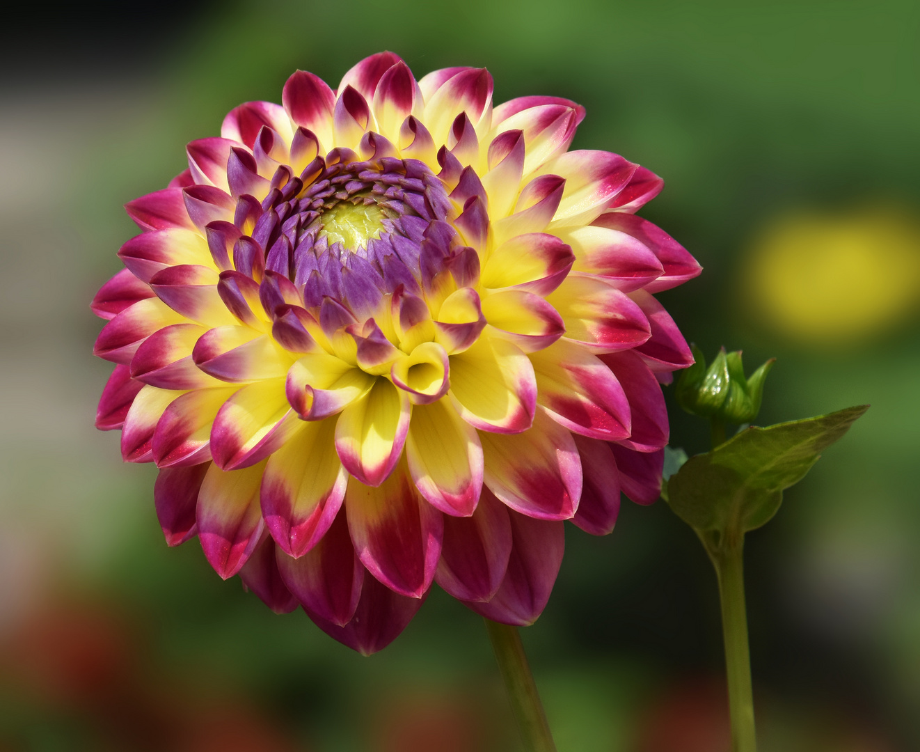 Eine farbenfrohe Dahlie.... Foto & Bild deutschland, europe