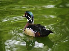 Eine farbenfrohe Ente bzw. Enterich