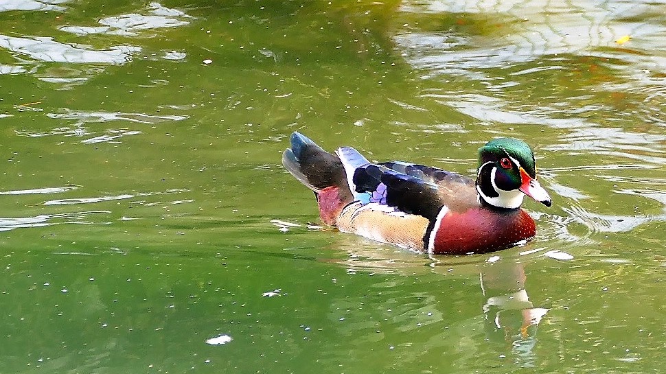 Eine farbenfrohe Ente zum Spiegeltag