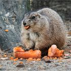 Eine farbenfrohe Mahlzeit