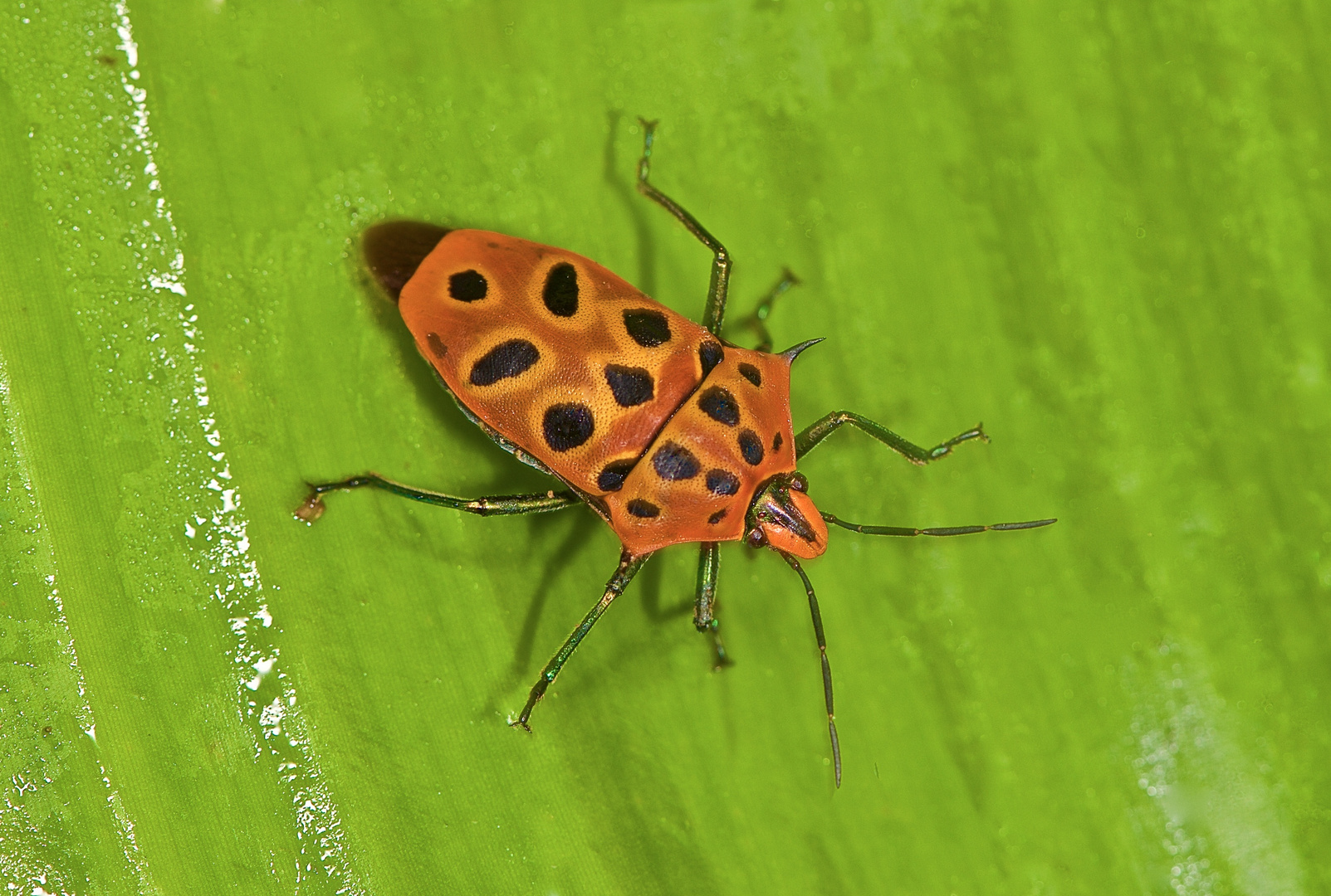 Eine farbenfrohe Wanze aus dem Bergregenwald von Borneo